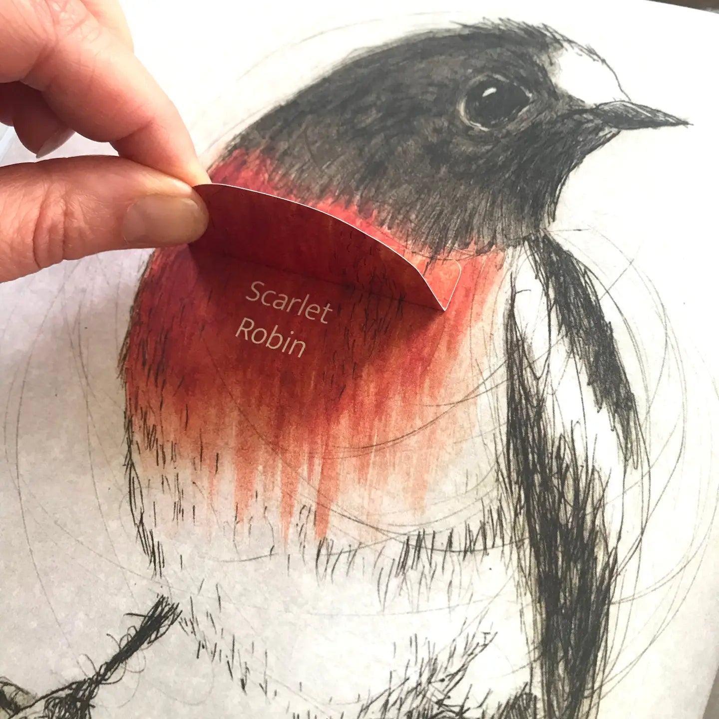 The Bush Birds (Lift The Flap) by Bridget Farmer